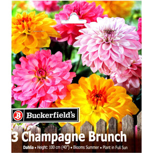 Dahlia, Fringed - Champagne Brunch Bulbs, 3pk - Floral Acres Greenhouse & Garden Centre