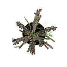Load image into Gallery viewer, Succulent, 2in, Kalanchoe Mother of Millions - Floral Acres Greenhouse &amp; Garden Centre
