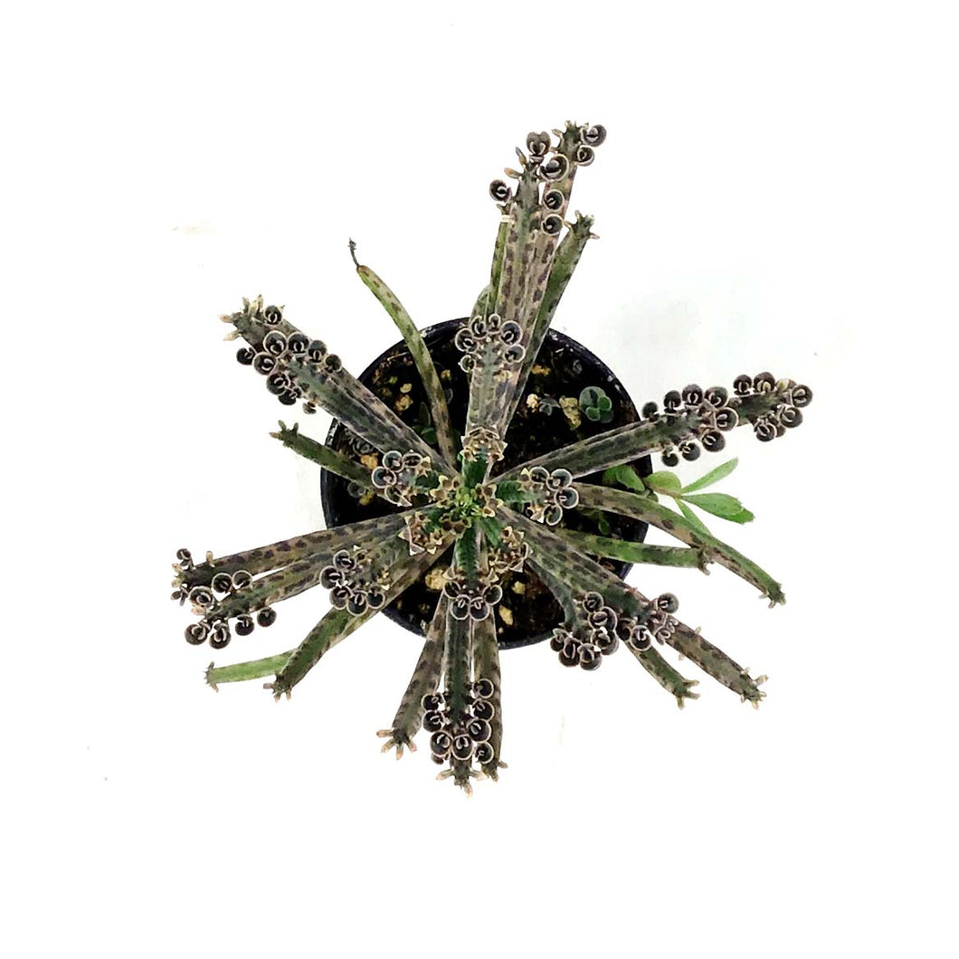 Succulent, 2in, Kalanchoe Mother of Millions - Floral Acres Greenhouse & Garden Centre