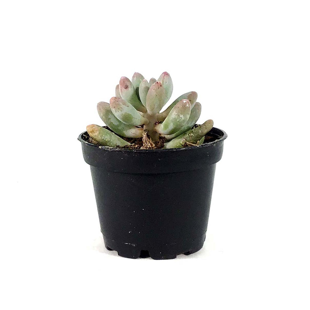 Succulent, 2in, Pachyphytum Macho - Floral Acres Greenhouse & Garden Centre