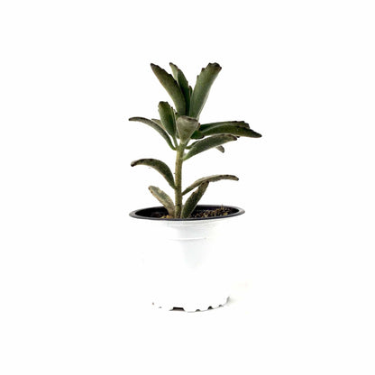 Succulent, 3.5in, Kalanchoe Brownii - Floral Acres Greenhouse & Garden Centre