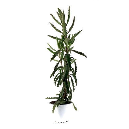 Succulent, 3.5in, Kalanchoe Mother of Millions - Floral Acres Greenhouse & Garden Centre