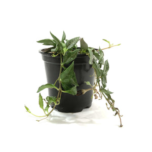 String of Spades/Arrows, 4in, Ceropegia woodii - Floral Acres Greenhouse & Garden Centre