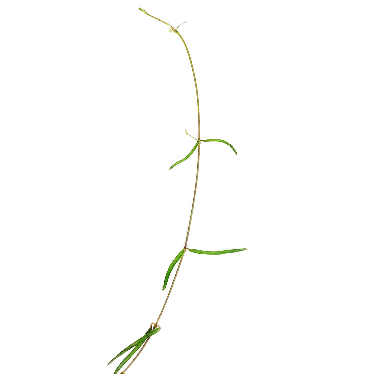 String of Needles, 4in, Ceropegia linearis