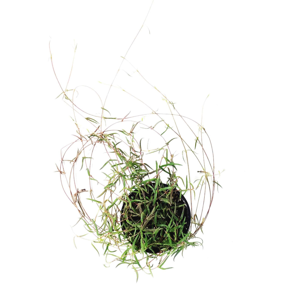 String of Needles, 4in, Ceropegia linearis