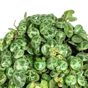 String of Turtles, 4in, Peperomia Prostrata