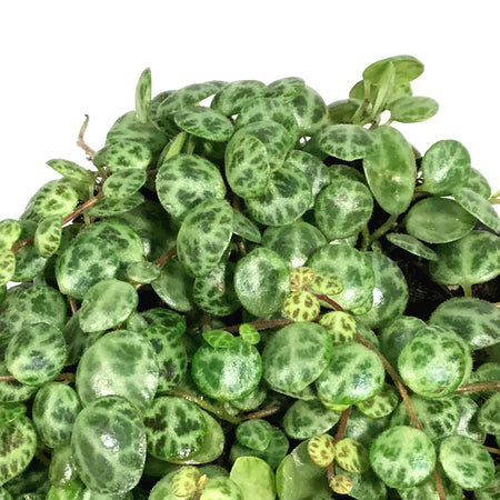 String of Turtles, 4in, Peperomia Prostrata