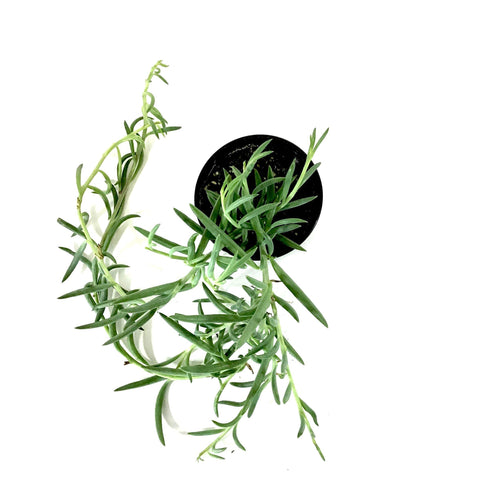 String of Fish Hooks, 4in, Senecio Radicans - Floral Acres Greenhouse & Garden Centre