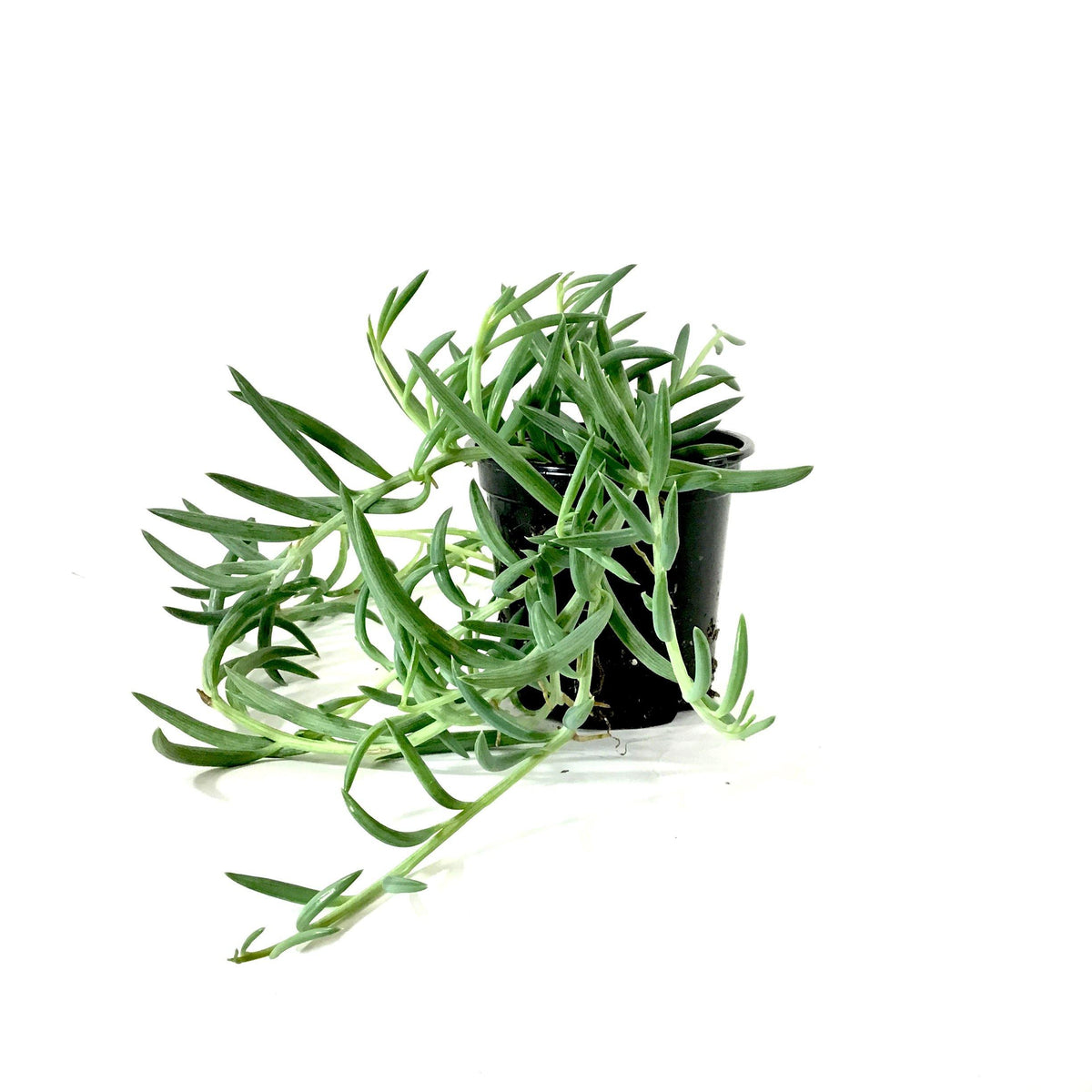 String of Fish Hooks, 4in, Senecio Radicans - Floral Acres Greenhouse & Garden Centre