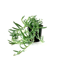 Load image into Gallery viewer, String of Fish Hooks, 4in, Senecio Radicans - Floral Acres Greenhouse &amp; Garden Centre
