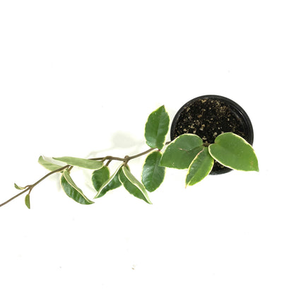 Hoya, 4in, Carnosa Krimson Queen - Floral Acres Greenhouse & Garden Centre
