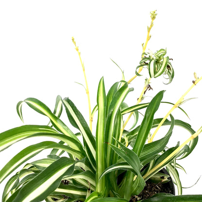Spider Plant, 4in, Atlantic - Floral Acres Greenhouse & Garden Centre