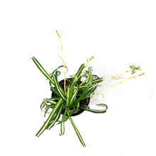 Load image into Gallery viewer, Spider Plant, 4in, Atlantic - Floral Acres Greenhouse &amp; Garden Centre
