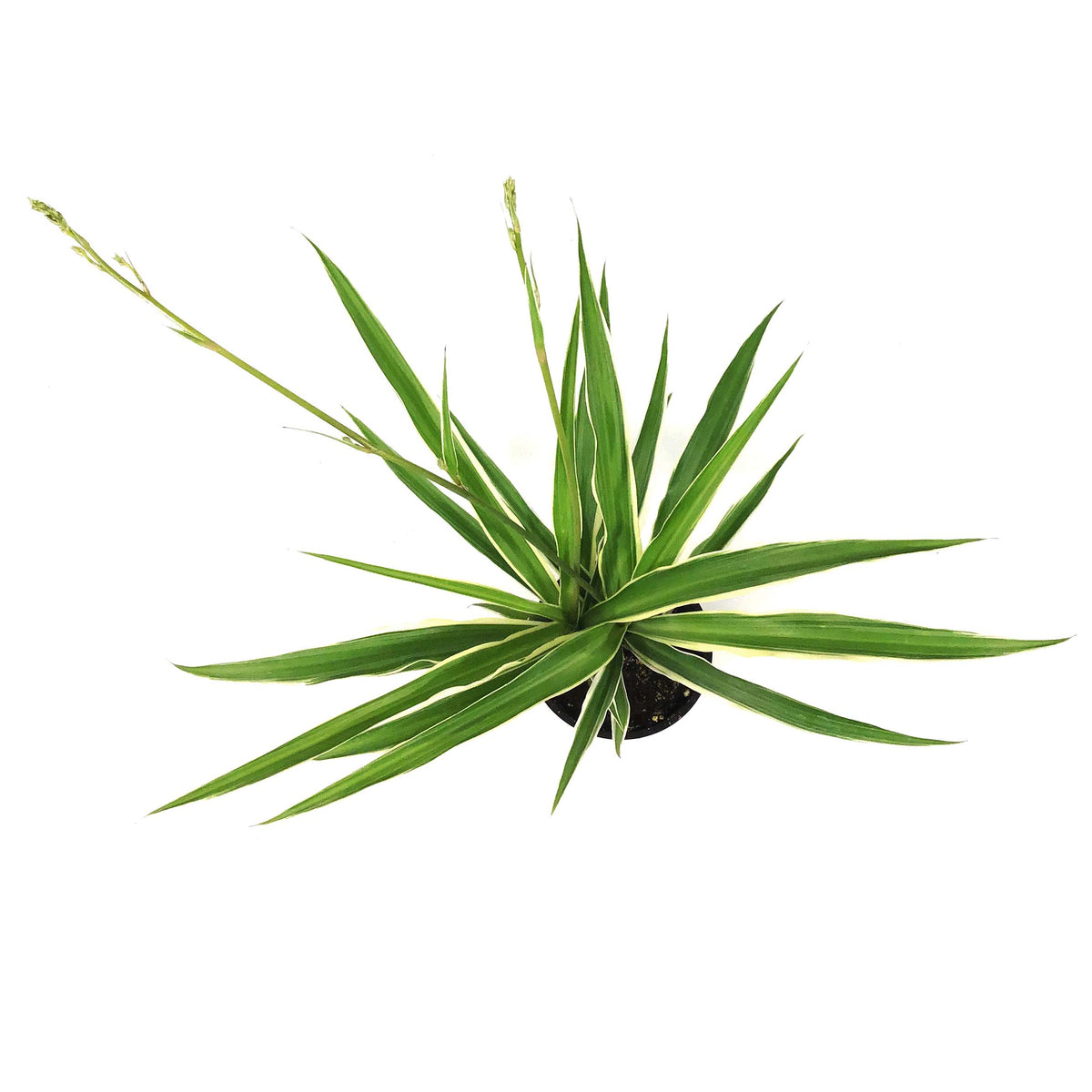Spider Plant, 4in, Ocean