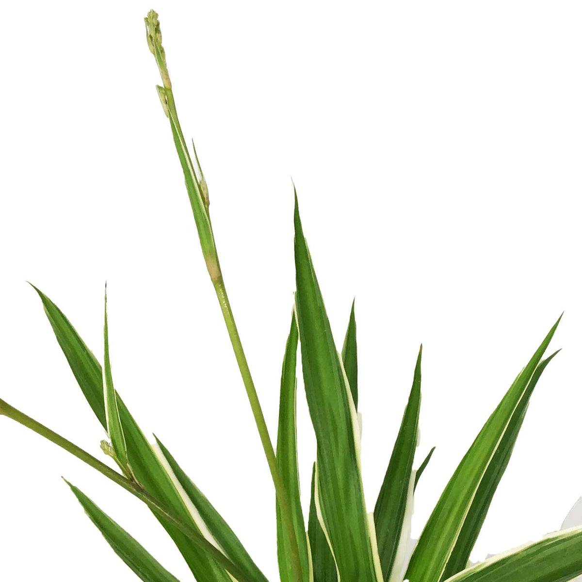 Spider Plant, 4in, Ocean