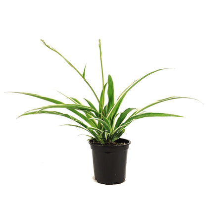 Spider Plant, 4in, Ocean