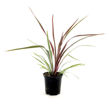 Load image into Gallery viewer, Cordyline, 4in, Can Can - Floral Acres Greenhouse &amp; Garden Centre
