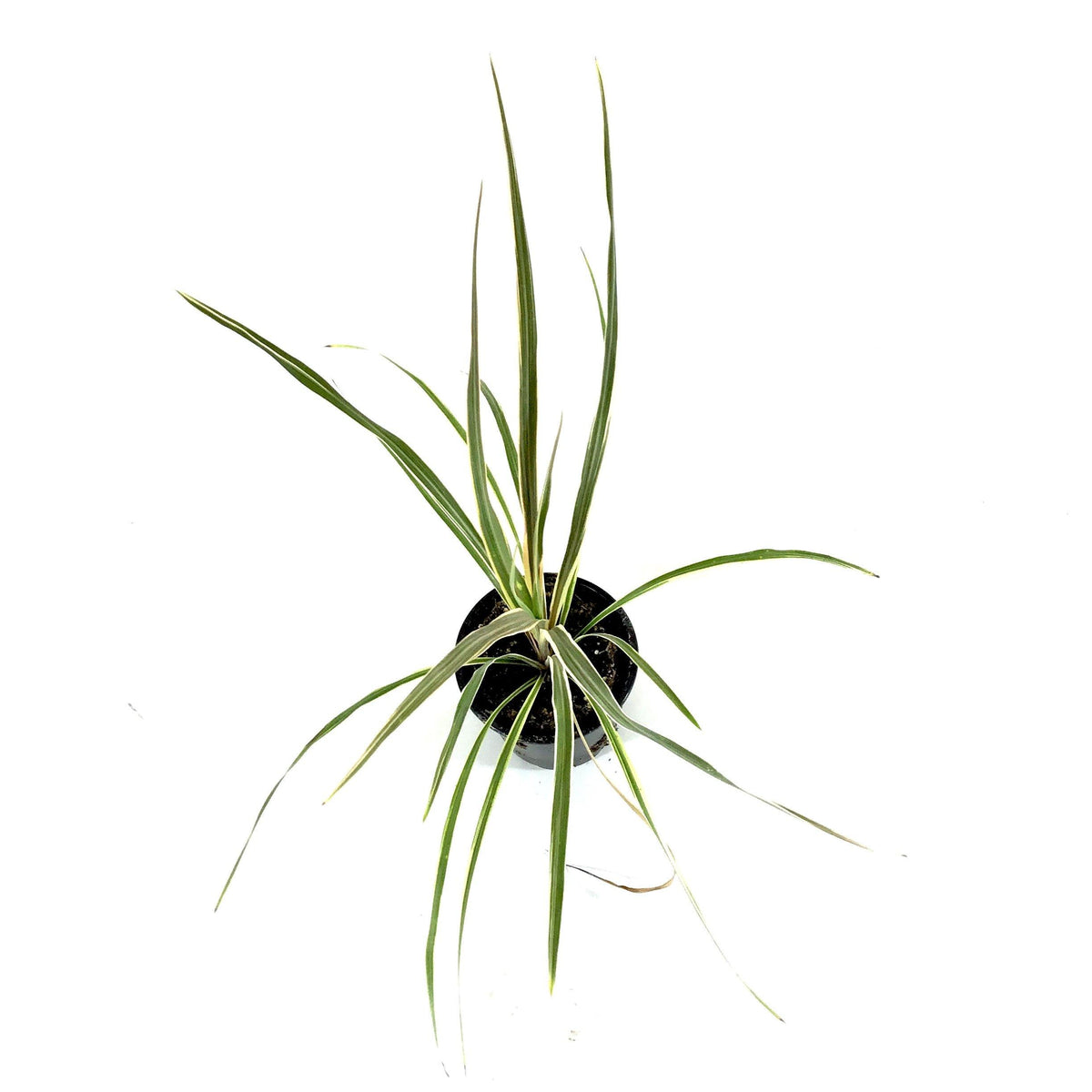 Cordyline, 4in, Torbay Dazzler - Floral Acres Greenhouse & Garden Centre