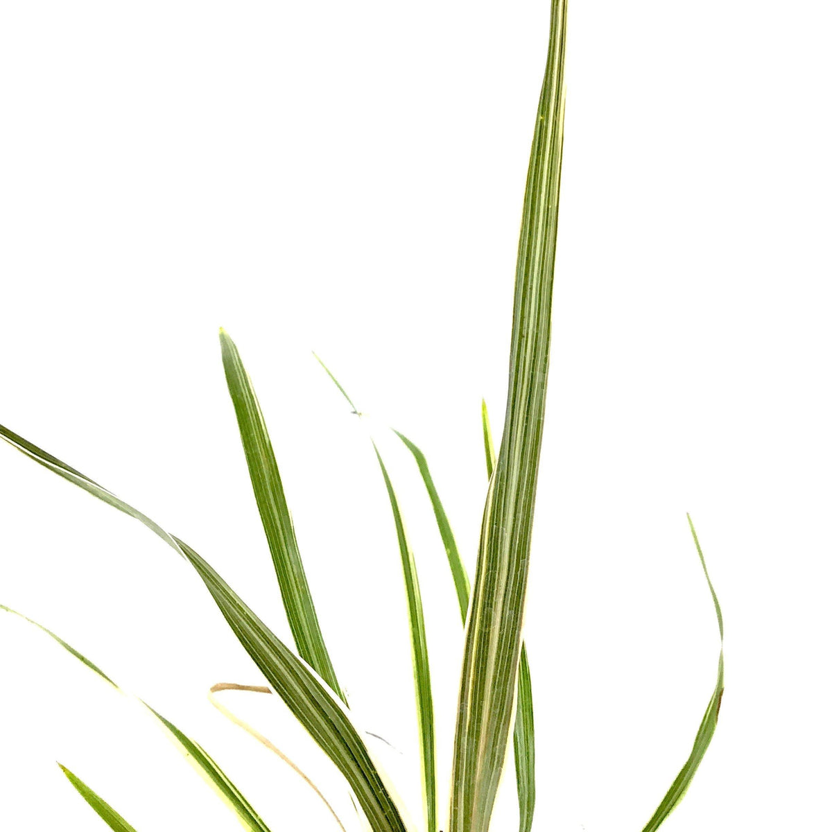 Cordyline, 4in, Torbay Dazzler - Floral Acres Greenhouse & Garden Centre