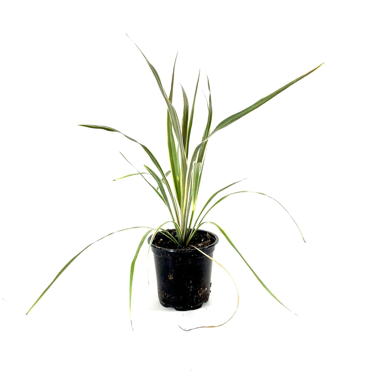 Cordyline, 4in, Torbay Dazzler - Floral Acres Greenhouse & Garden Centre