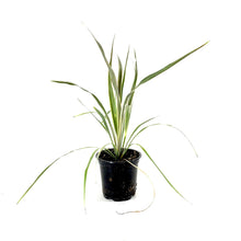 Load image into Gallery viewer, Cordyline, 4in, Torbay Dazzler - Floral Acres Greenhouse &amp; Garden Centre
