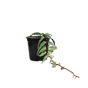 Jungle Vine, 4in, Parthenocissus Amazonica