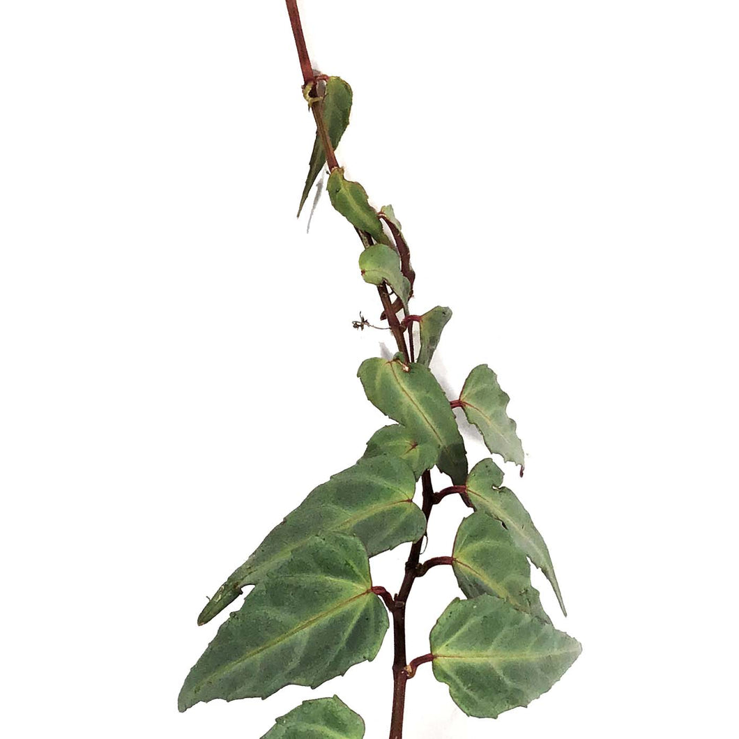 Jungle Vine, 4in, Parthenocissus Amazonica