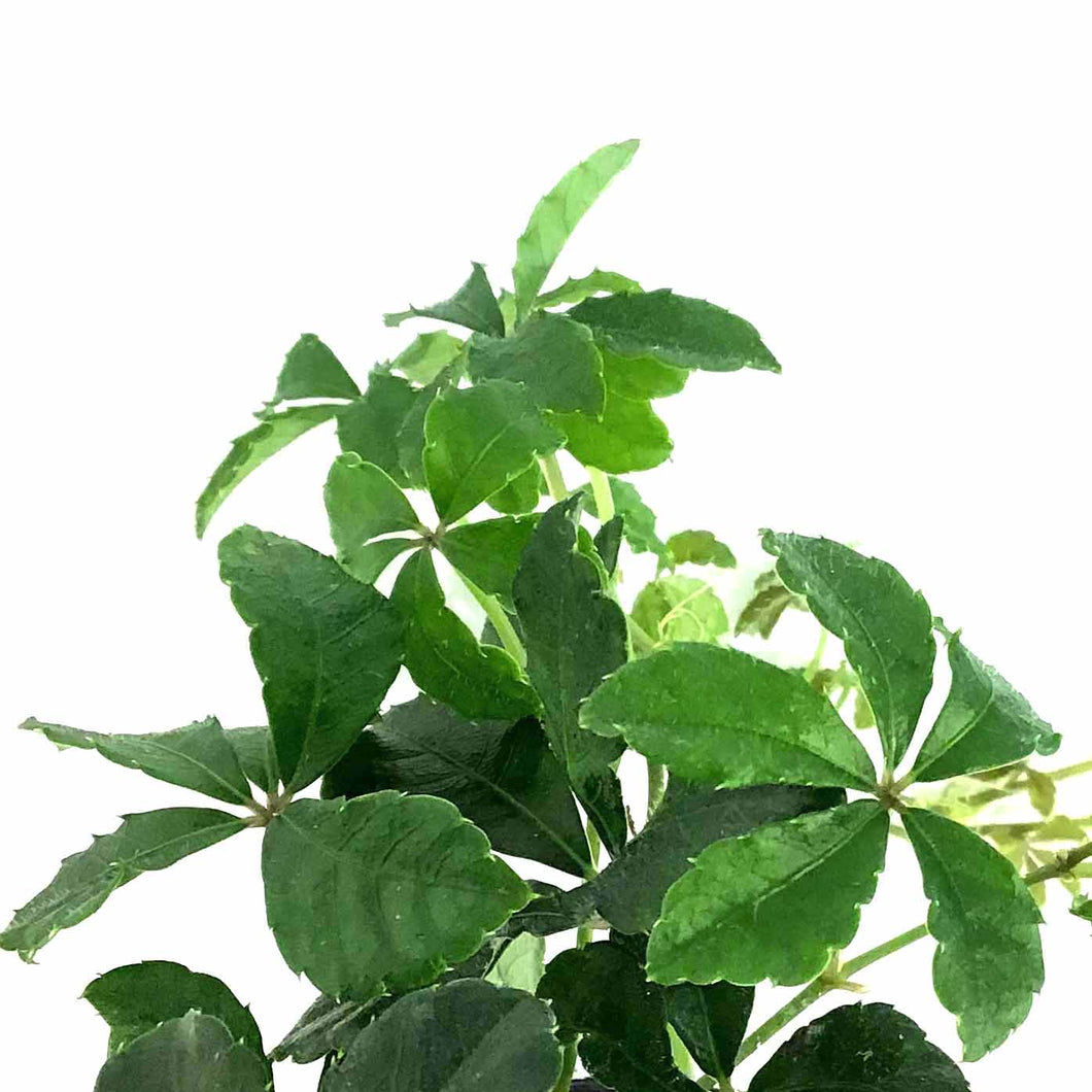 Sugar Vine, 4in, Parthenocissus Clusiifolia - Floral Acres Greenhouse & Garden Centre