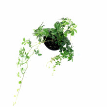 Load image into Gallery viewer, Sugar Vine, 4in, Parthenocissus Clusiifolia
