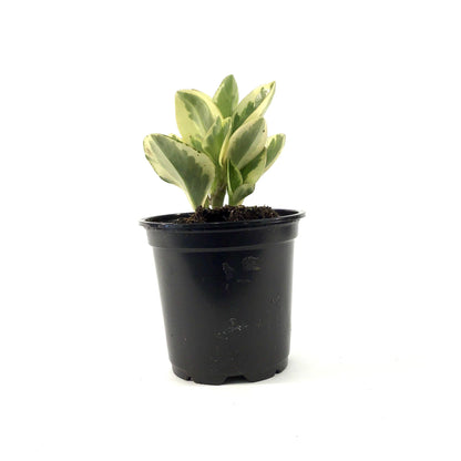 Peperomia, 4in, Obtipan Bicolor - Floral Acres Greenhouse & Garden Centre