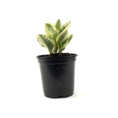 Peperomia, 4in, Obtipan Bicolor - Floral Acres Greenhouse & Garden Centre