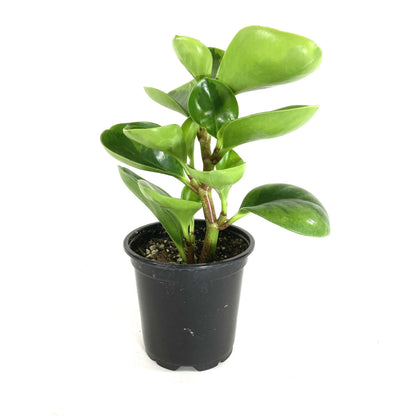 Peperomia, 4in, Obtusifolia Lemon Lime - Floral Acres Greenhouse & Garden Centre