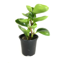 Load image into Gallery viewer, Peperomia, 4in, Obtusifolia Lemon Lime - Floral Acres Greenhouse &amp; Garden Centre
