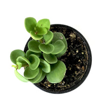 Load image into Gallery viewer, Peperomia, 4in, Hope - Floral Acres Greenhouse &amp; Garden Centre
