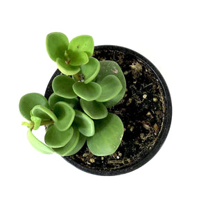 Peperomia, 4in, Hope - Floral Acres Greenhouse & Garden Centre