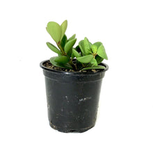 Load image into Gallery viewer, Peperomia, 4in, Hope - Floral Acres Greenhouse &amp; Garden Centre
