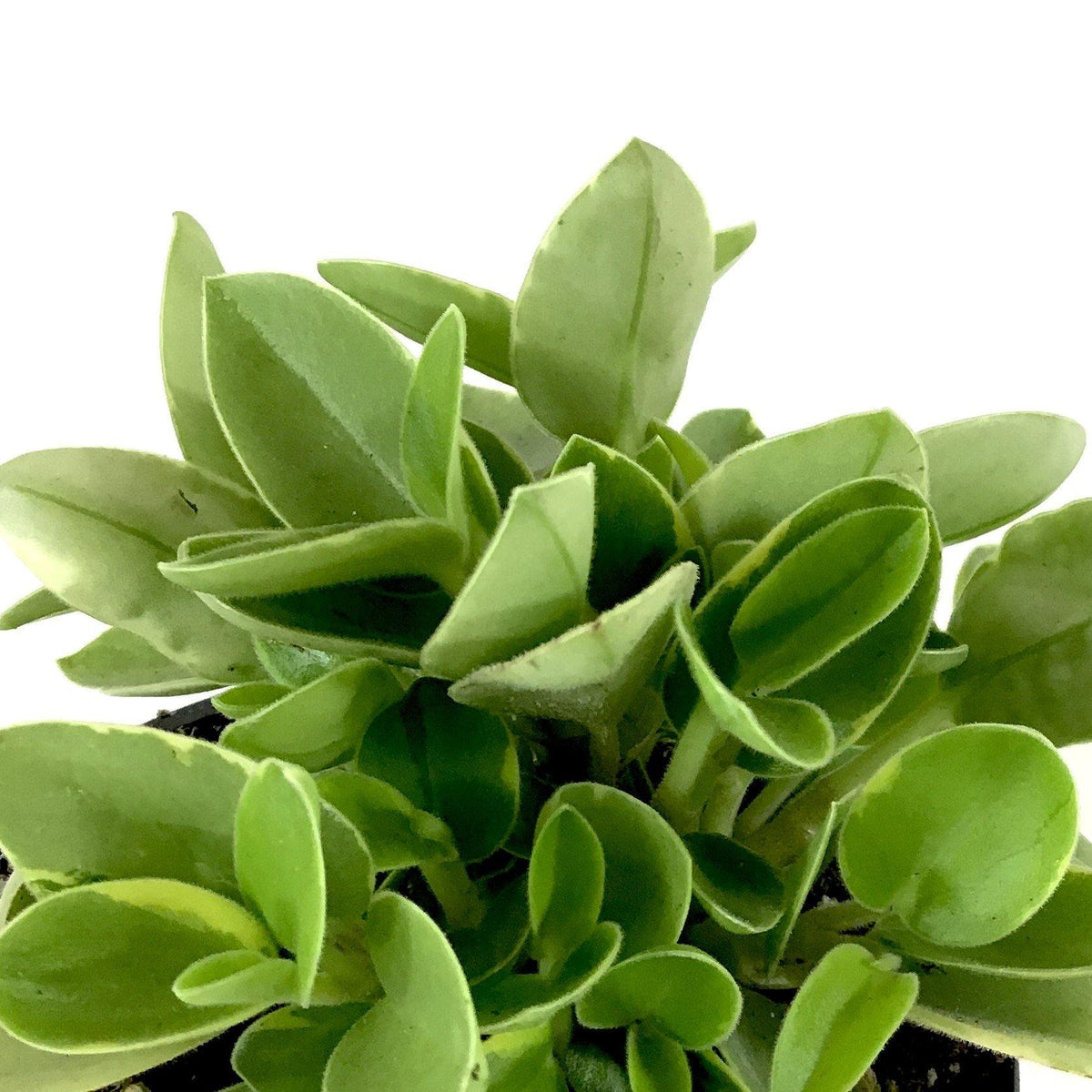 Peperomia, 4in, Pixie Variegated - Floral Acres Greenhouse & Garden Centre