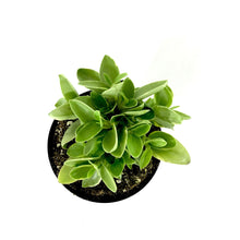 Load image into Gallery viewer, Peperomia, 4in, Pixie Variegated - Floral Acres Greenhouse &amp; Garden Centre
