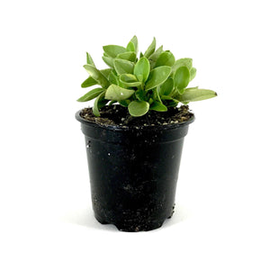 Peperomia, 4in, Pixie Variegated - Floral Acres Greenhouse & Garden Centre