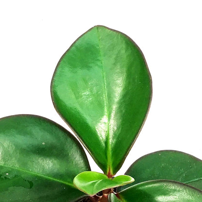 Peperomia, 4in, Clusiifolia Red Margin