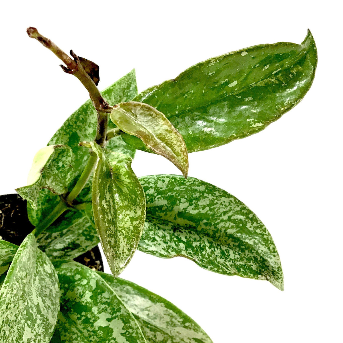 Hoya, 4in, Pubicalyx Splash - Floral Acres Greenhouse & Garden Centre