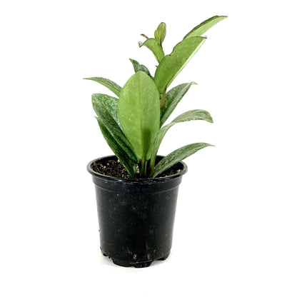 Hoya, 4in, Pubicalyx Splash - Floral Acres Greenhouse & Garden Centre