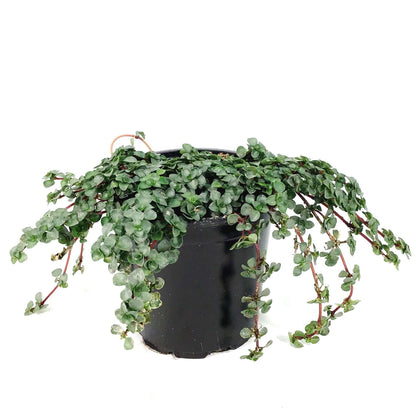 Pilea, 4in, Aquamarine