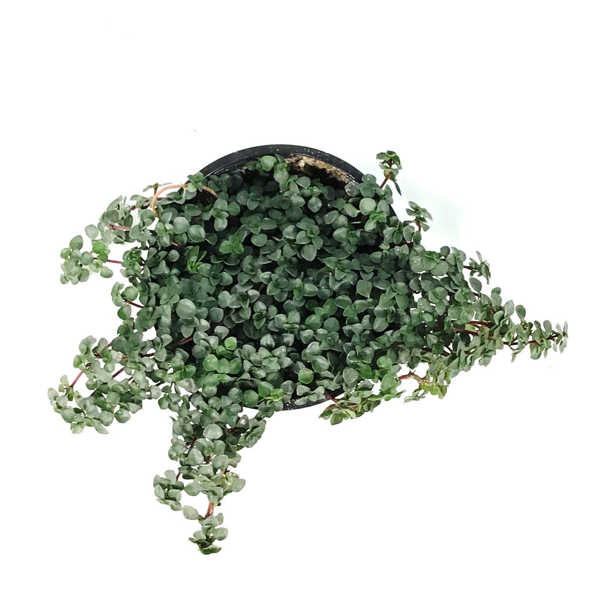 Pilea, 4in, Aquamarine