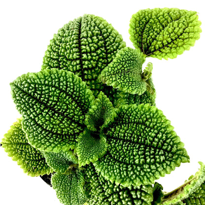 Pilea, 4in, Moon Valley - Floral Acres Greenhouse & Garden Centre
