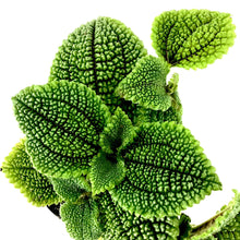 Load image into Gallery viewer, Pilea, 4in, Moon Valley - Floral Acres Greenhouse &amp; Garden Centre
