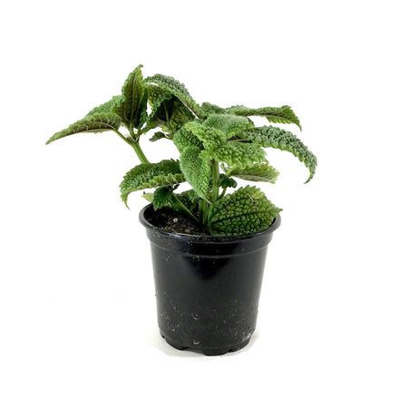 Pilea, 4in, Moon Valley - Floral Acres Greenhouse & Garden Centre