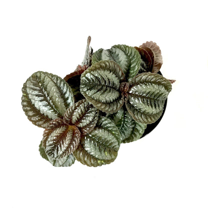 Pilea, 4in, Norfolk - Floral Acres Greenhouse & Garden Centre