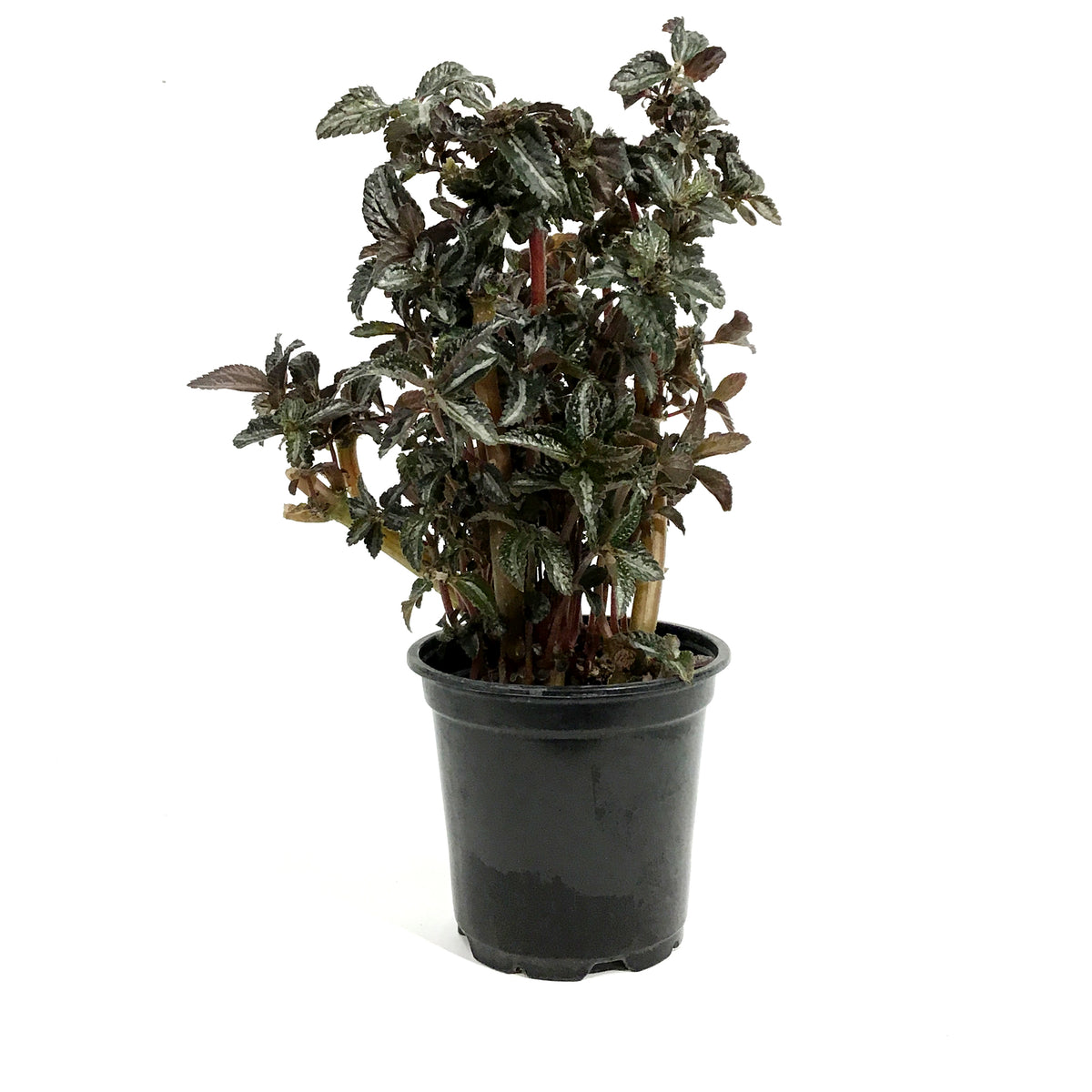 Pilea, 4in, Spruceana Silver Tree