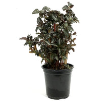 Load image into Gallery viewer, Pilea, 4in, Spruceana Silver Tree
